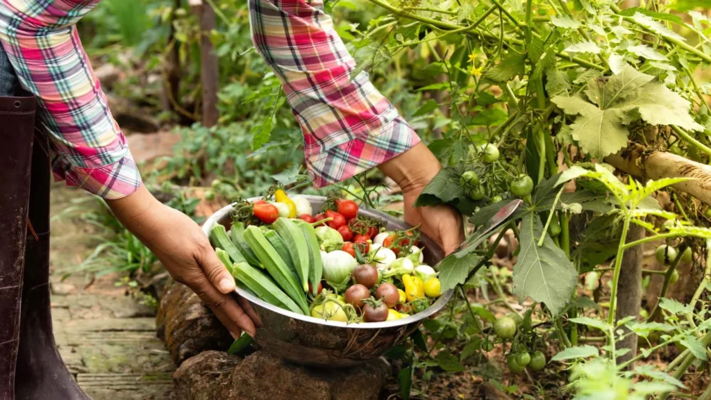 Understanding SEO through Gardening - Harvesting - Achieving your SEO goals