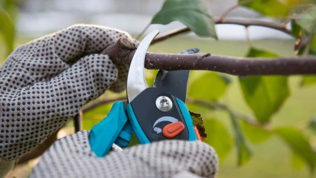Understanding SEO through Gardening - Pruning - Remove anything on your website that doesn't serve your SEO goals
